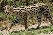 Lạ lùng loài mèo chân dài, tai to, lại biết bơi "nhoay nhoáy"