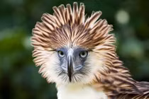 Thú vị đại bàng có đầu cực “hổ báo”, quốc điểu Philippines 