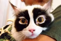 Mê mệt những chú mèo có bộ lông “độc nhất vô nhị“