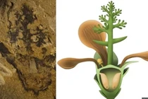 Tìm thấy loài hoa đầu tiên trên Trái đất