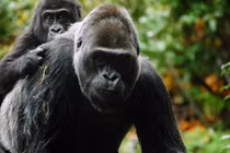 Xem động vật được cha mẹ cõng như người 