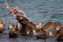 Nín thở xem sư tử biển săn mồi dũng mãnh