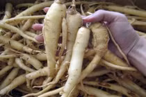 Độc đáo cây thuốc quý đảng sâm, sử dụng rộng rãi ở Việt Nam