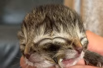 Mèo con mang hai khuôn mặt cực hiếm chào đời tại Mỹ