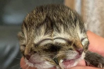 Mèo con mang hai khuôn mặt cực hiếm chào đời tại Mỹ