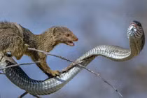 Rắn hổ mang cũng phải ''khiếp vía'' trước những loài vật nguy hiểm này