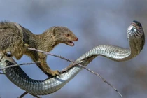 Rắn hổ mang cũng phải ''khiếp vía'' trước những loài vật nguy hiểm này