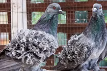 Độc đáo loài bồ câu lông xoăn tít chỉ thích... đi bộ