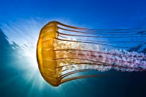 Khám phá đáng kinh ngạc về loài sứa 