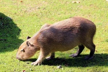 Phát khiếp với những loài gặm nhấm siêu khủng