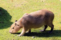 Phát khiếp với những loài gặm nhấm siêu khủng