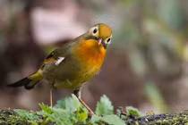 Thú vị chim kim oanh mỏ đỏ siêu đẹp ở Lào Cai