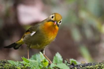 Thú vị chim kim oanh mỏ đỏ siêu đẹp ở Lào Cai