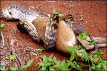 Kinh hoàng xem trăn nuốt kangaroo