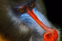 Độc đáo bộ ảnh cận cảnh về khỉ mặt chó