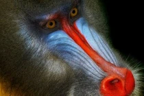 Độc đáo bộ ảnh cận cảnh về khỉ mặt chó