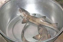 Sự thật ít biết về loài cá mệnh danh “thủy quái” biển Đông