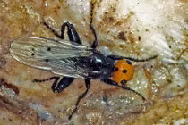 Rùng mình những côn trùng nhỏ bé ăn xác chết "thành thần" 