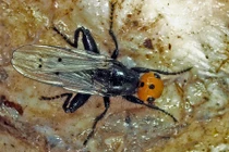 Rùng mình những côn trùng nhỏ bé ăn xác chết "thành thần" 