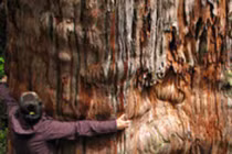 Phát hiện cây lâu đời nhất thế giới, chuyên gia tranh cãi không ngừng