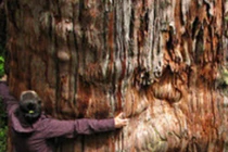 Phát hiện cây lâu đời nhất thế giới, chuyên gia tranh cãi không ngừng