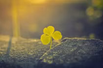 Sự thật vô cùng bất ngờ về cỏ ba lá