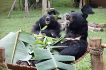 Những chú gấu Việt Nam được nuôi dưỡng thế nào sau cứu hộ? 