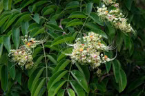 Sự thật "choáng" về cây gõ đỏ cho gỗ quý của VN 