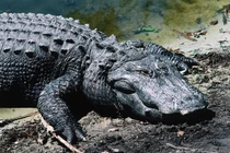 Những bà mẹ vĩ đại trong thế giới động vật