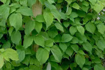 Cây gai xanh, có nhiều ở Việt Nam có gì đặc biệt?