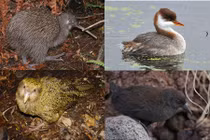 Kỳ lạ những loài chim có cánh nhưng không biết bay