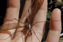 Kỳ dị loài muỗi “chê” máu người, ân ái xong là chết