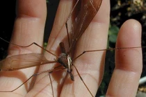 Kỳ dị loài muỗi “chê” máu người, ân ái xong là chết