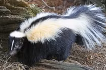 Chân dung những động vật “bốc mùi” nhất quả đất