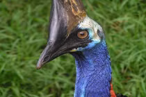 Đà điểu đầu mào: Đẹp nhưng nguy hiểm nhất hành tinh 