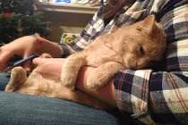 Chết cười phản ứng của thú cưng khi được làm móng 