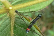 Chết khiếp với diện mạo của những “quái thú hai đầu”