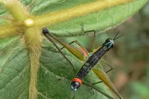 Chết khiếp với diện mạo của những “quái thú hai đầu”