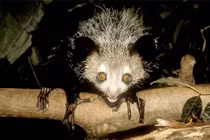 Điểm danh những loài kỳ dị, sắp biến mất khỏi trái đất (1)