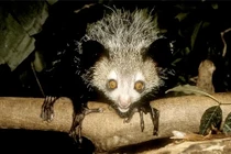 Điểm danh những loài kỳ dị, sắp biến mất khỏi trái đất (1)