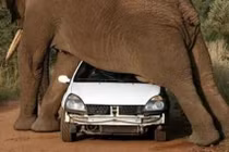 Kinh hoàng cảnh “chạm trán” với voi dữ