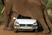 Kinh hoàng cảnh “chạm trán” với voi dữ