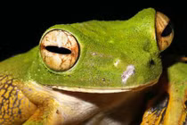 Những loài ếch kỳ lạ gây kinh ngạc cho nhiều người nhất