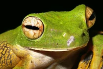 Những loài ếch kỳ lạ gây kinh ngạc cho nhiều người nhất