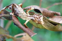 "Soi" tắc kè quỷ Satan có vẻ ngoài dị, nụ cười đầy “sát khí” 