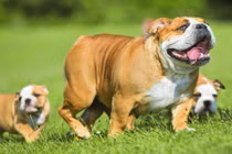 Chớ "nhìn mặt bắt hình dong", loài chó này sẽ khiến bạn mê mẩn