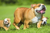 Chớ "nhìn mặt bắt hình dong", loài chó này sẽ khiến bạn mê mẩn