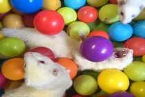 Thích thú xem chồn mê mải chơi đùa trong nhà bóng 