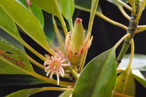 Loài cây có khả năng “sinh con” có ở nước ta là cây gì?