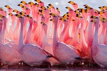 Top động vật có sữa mẹ kỳ lạ, "độc" nhất thế giới 